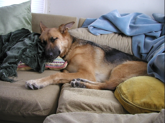 Yes, our dogs are spoiled.

<p>We rescued Gaia out of a shelter down in Georgia.  She was tied up outside all of the time.  Now that she's allowed inside, (and up on the old couch) she's decided she likes her creature comforts.