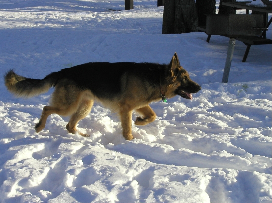 Oskar, our male German Sheperd, out playing in the snow.  He's a long-hair so he's perfectly comfortable out there for a lot longer than I am.  He's always ready to go for a walk, no matter what the weather is.

<p>On a side note, the AKC considers the long hair to be a fault, so you'll never see them in the show ring.  Idiotic rule.