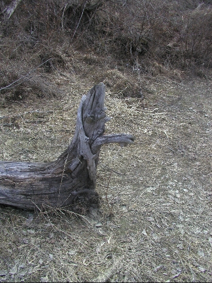 A driftwood stump at the Waterbury reservoir.  The reservoir's been drained for the past several years as they've been fixing the dam.  It's made a great place to walk the dogs and explore the lake bottom.