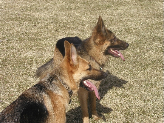 Our German Shepherds, Gaia and Oskar.  They're happiest when they're out running amock at the reservoir.
